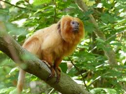 Singe perché dans les branches d'un arbre